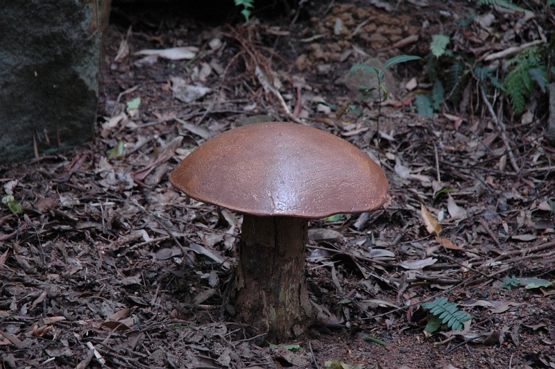 Mushrooms1.JPG