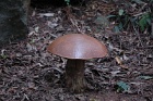 Mushrooms1